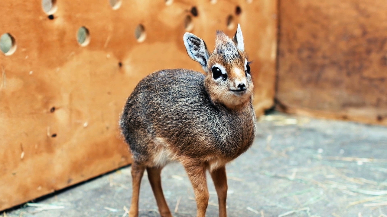 Dik Dik