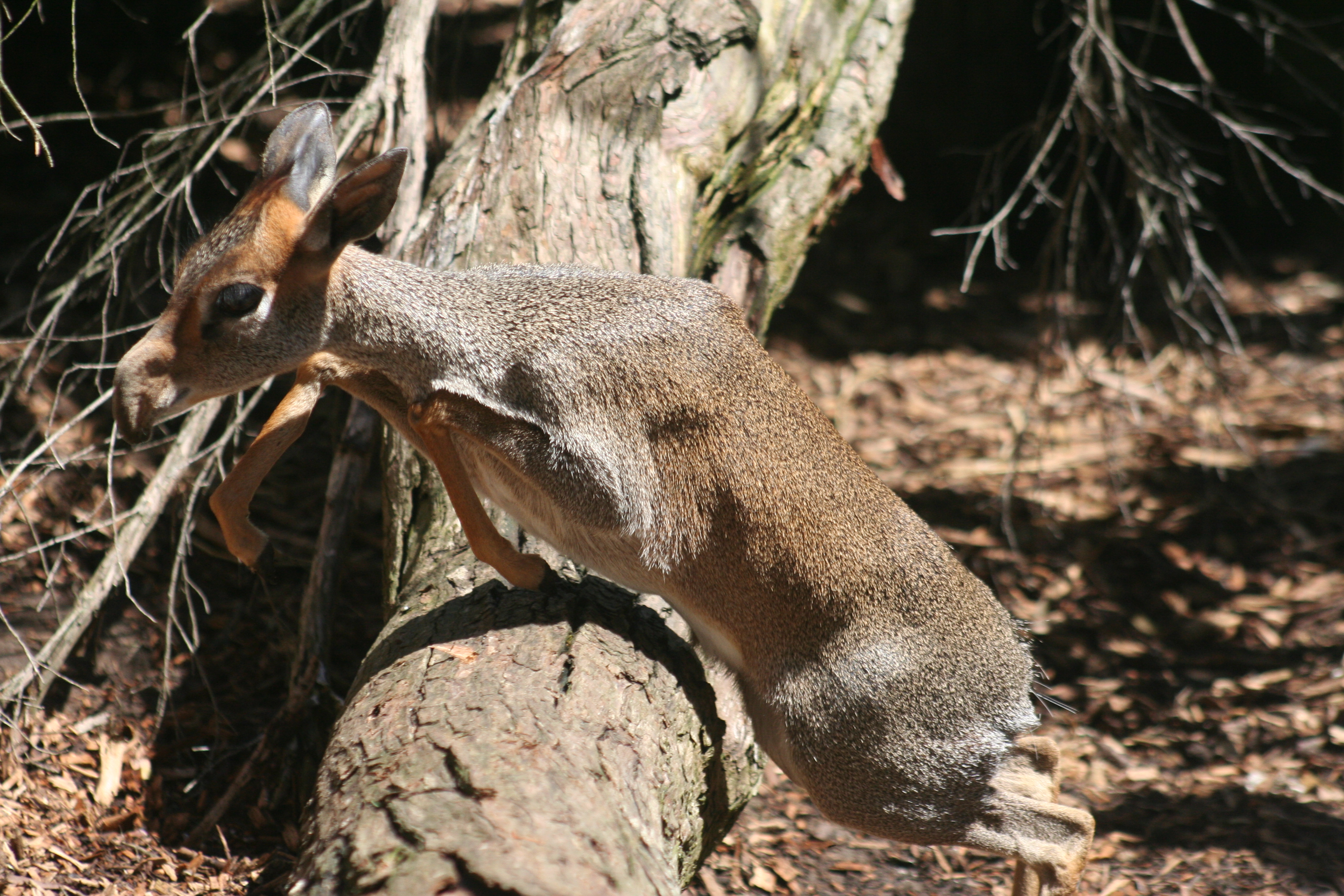 Günther-Dikdik